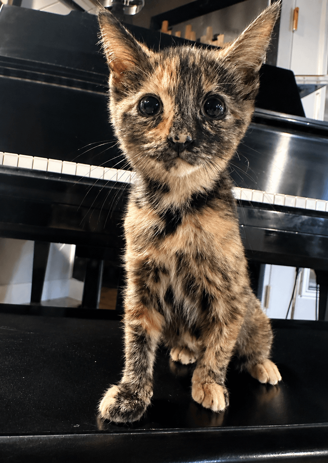 Michaela - Domestic Short Hair