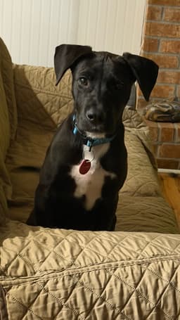 Waffles M image 2