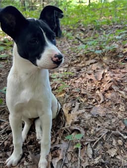 Pippa image 1