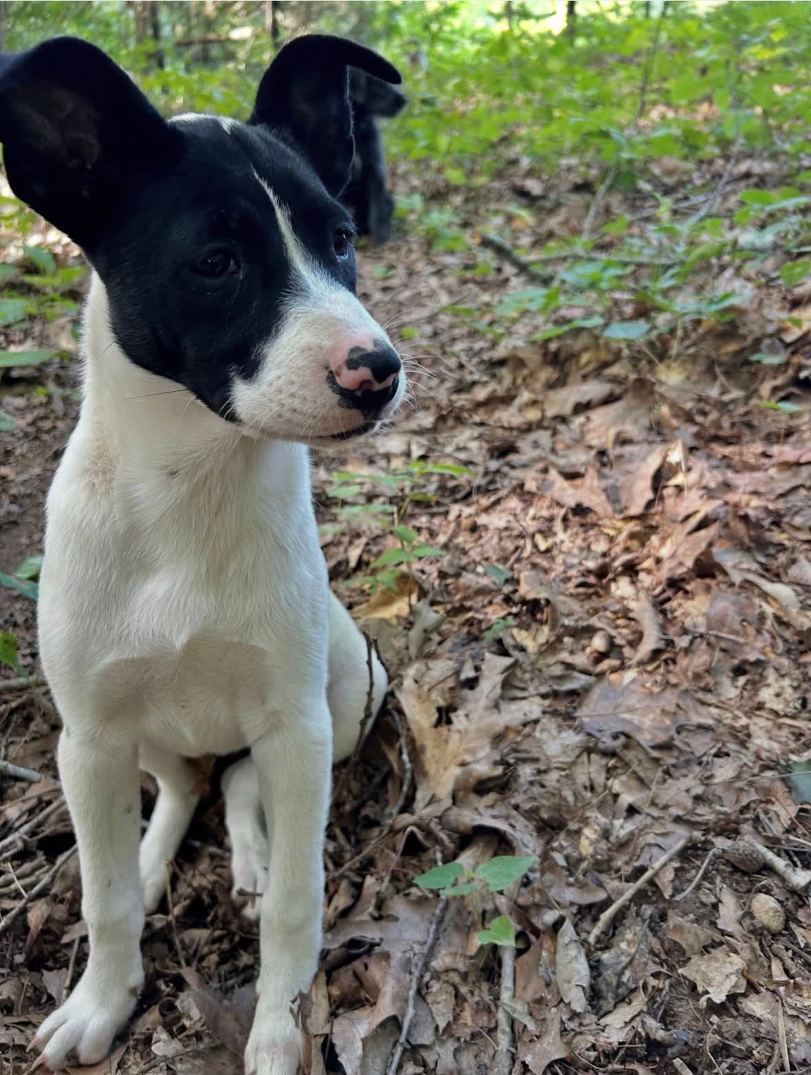 Pippa - Border Collie