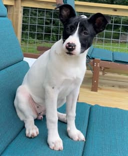 Pippa image 2