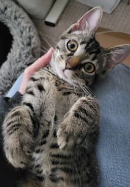 Joey image 1