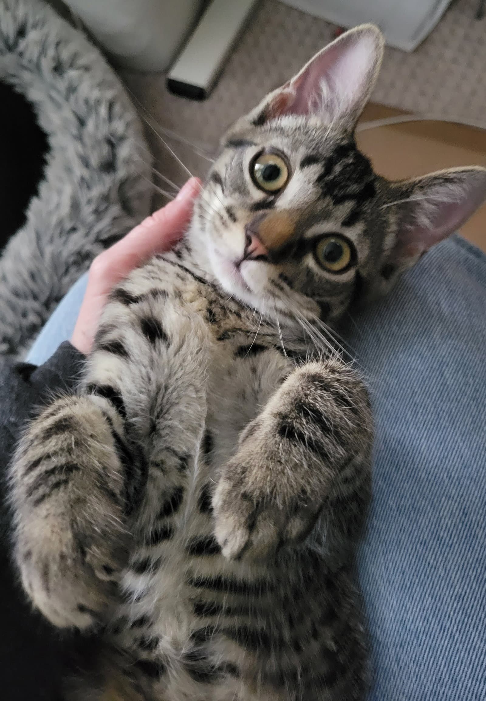 Joey - Domestic Short Hair