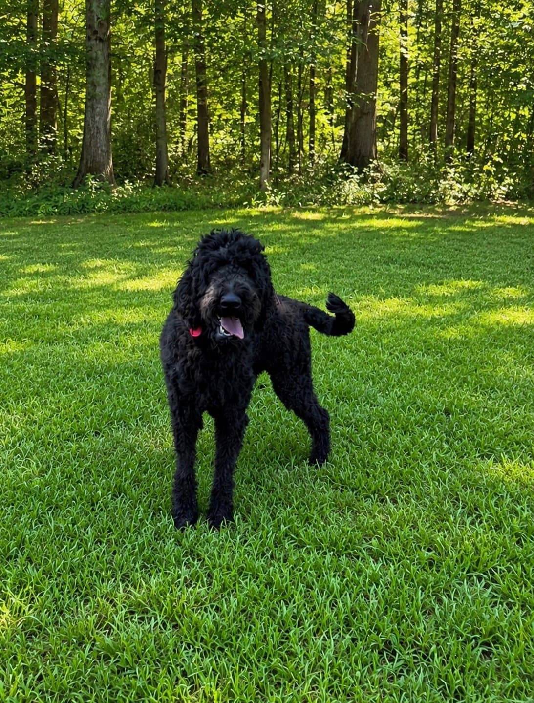 King Tutt - Poodle (Standard)