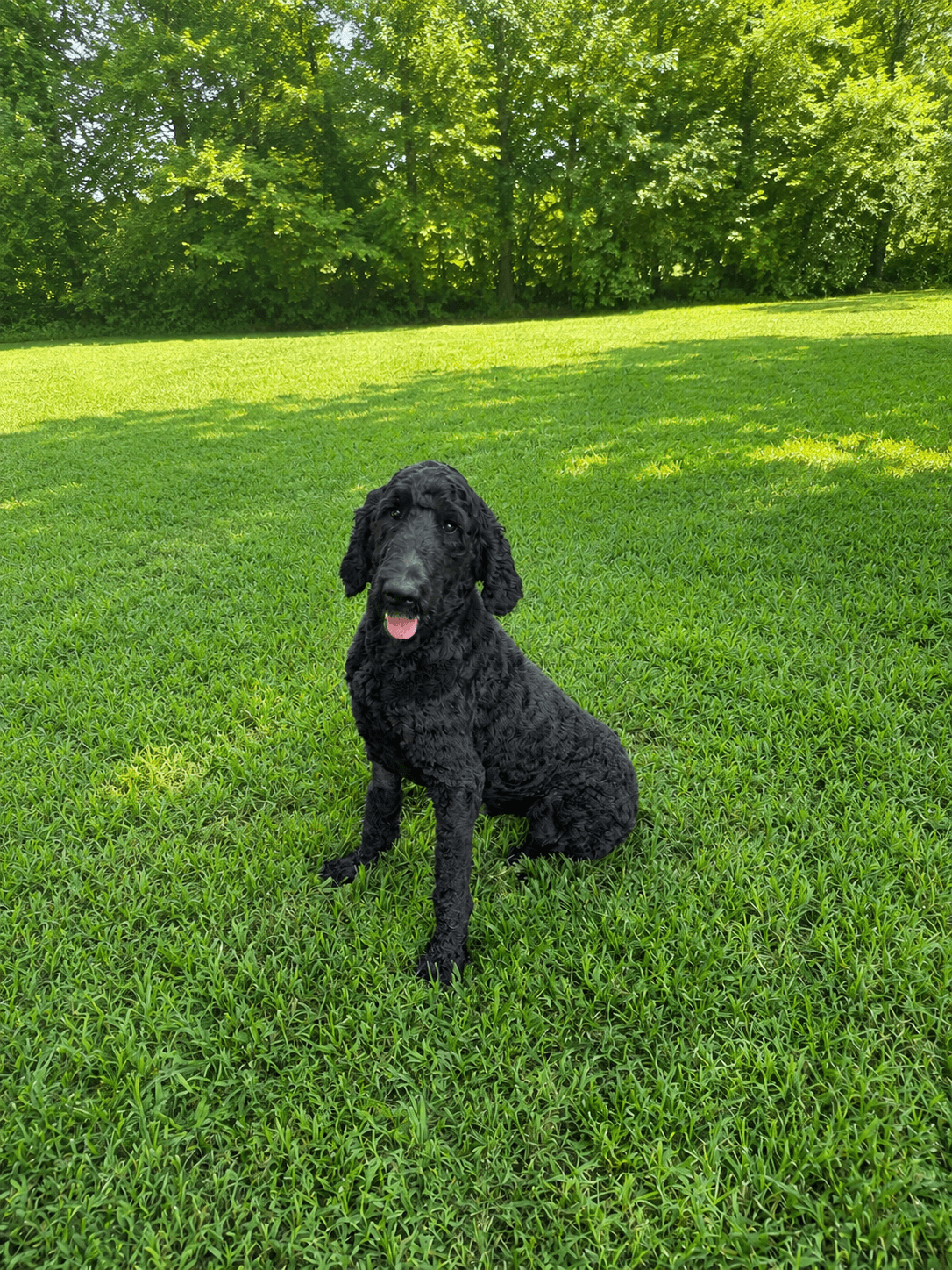 Prince Pepper - Poodle (Standard)