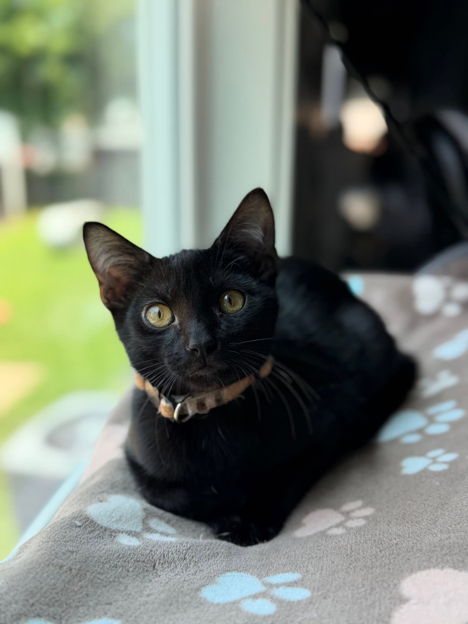 Carl - Domestic Short Hair