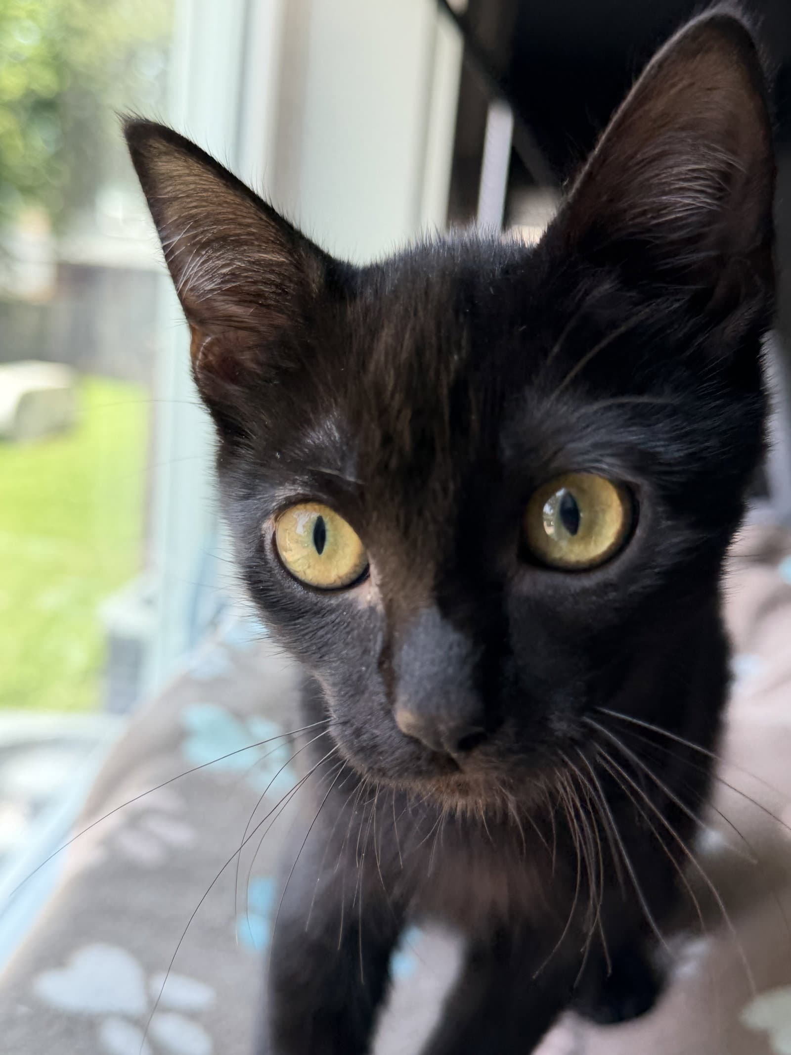 Princess Donut - Domestic Short Hair