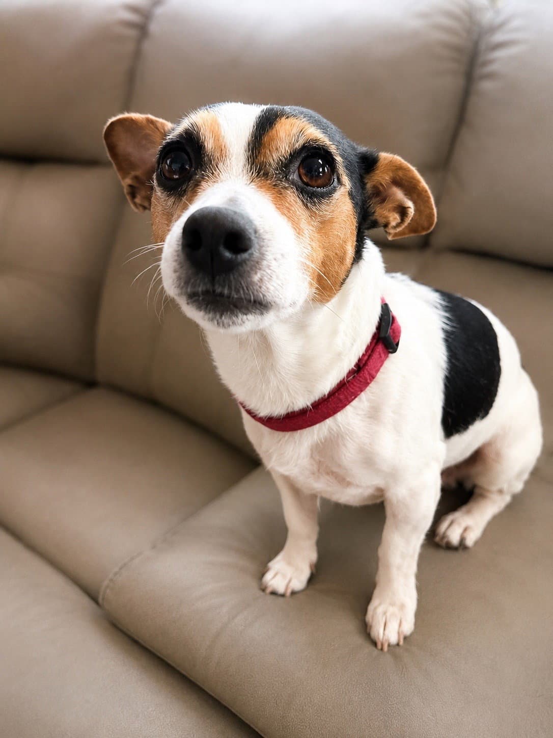 Harmony F - Chihuahua