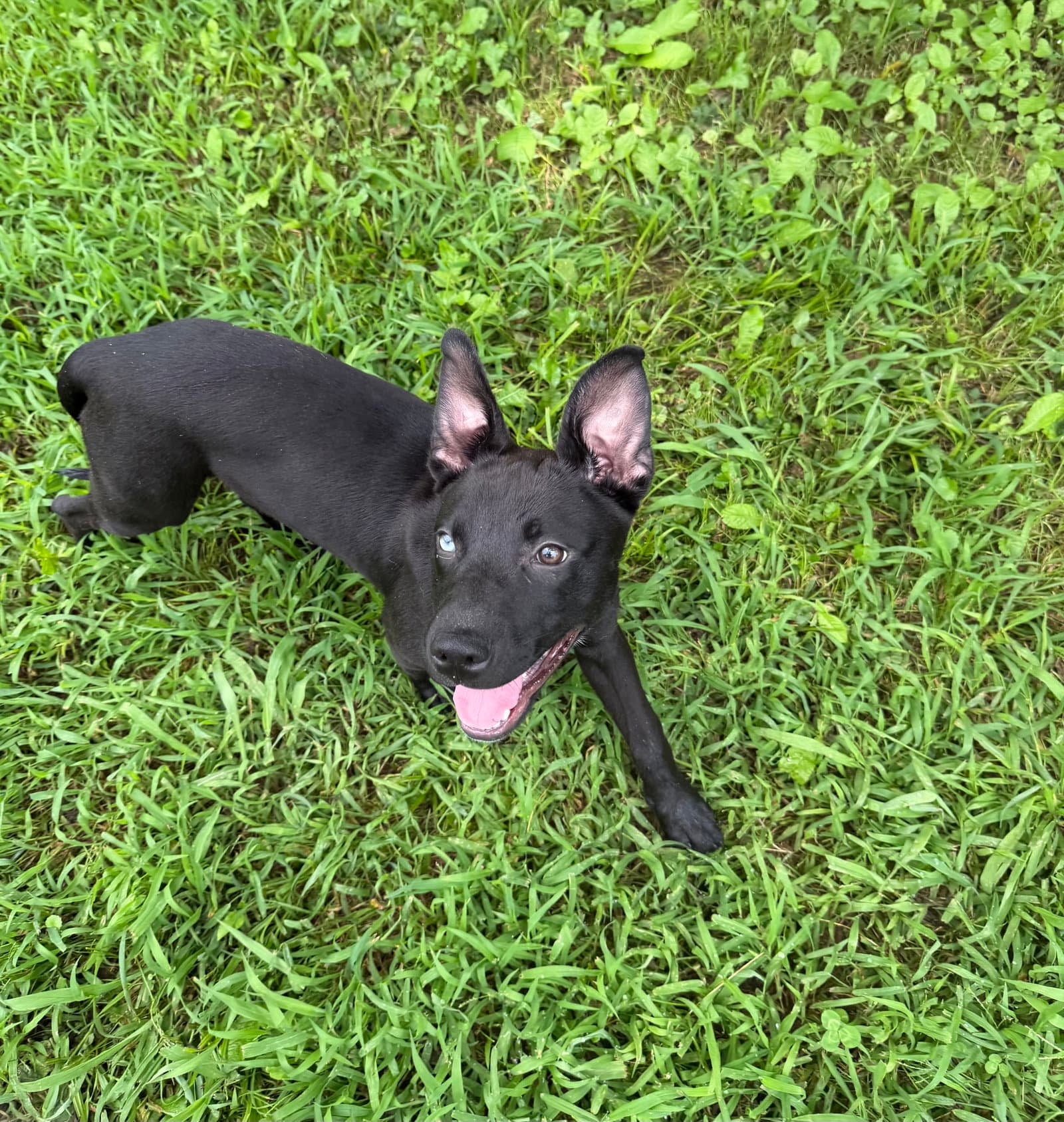 Hazel - Pit Bull Terrier