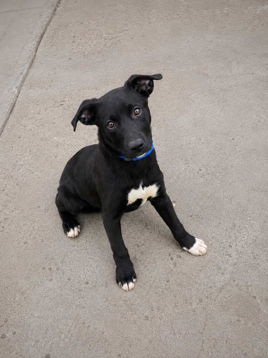 Hemi - Pit Bull Terrier