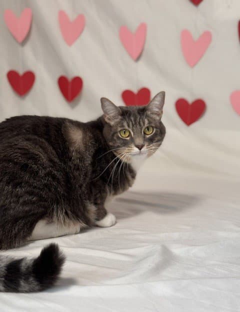 Lucky - Domestic Short Hair