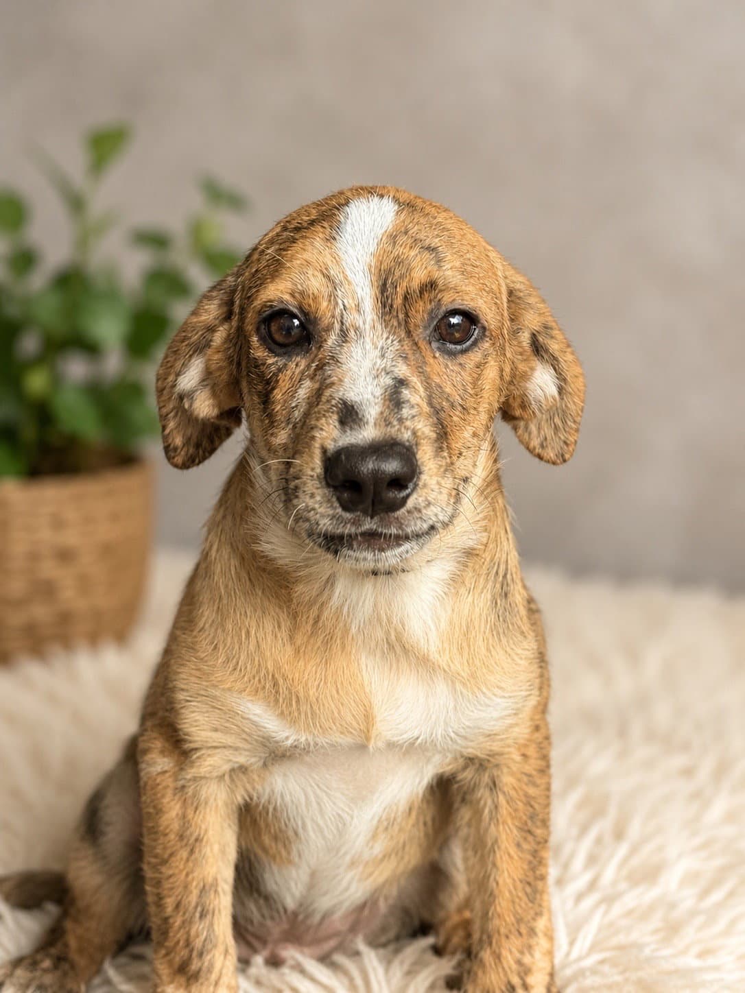 Twister M - Australian Shepherd