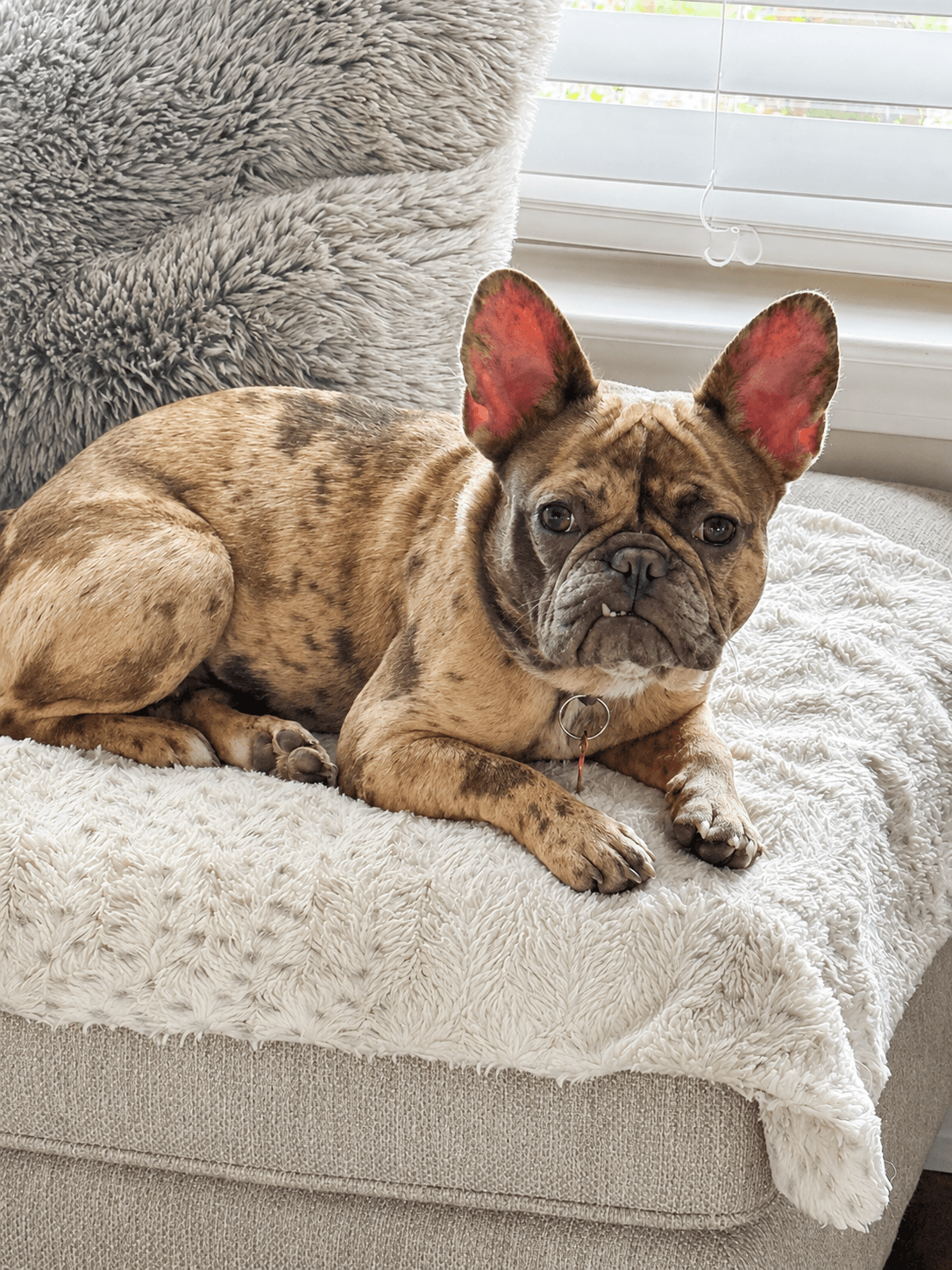 Phoebe - French Bulldog
