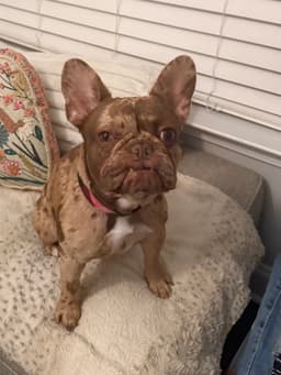 Phoebe image 2
