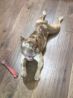 Phoebe image 3