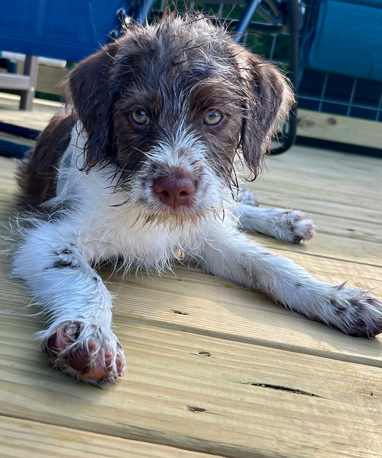 Cash - Australian Shepherd