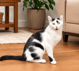 Dottie image 1