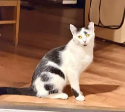 Dottie image 3