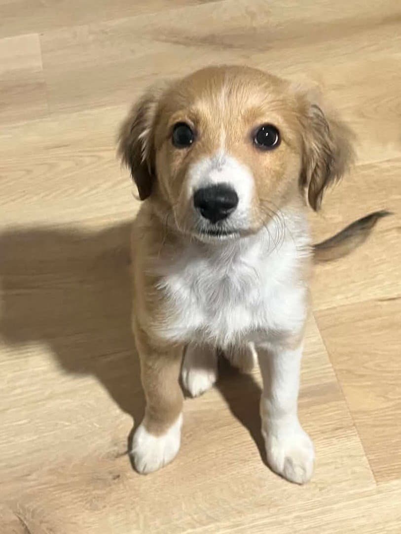 Willow - Border Collie