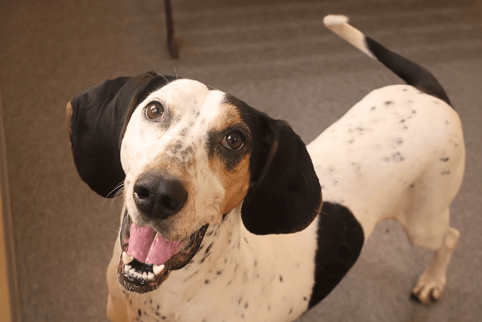 Missy - Bluetick Coonhound