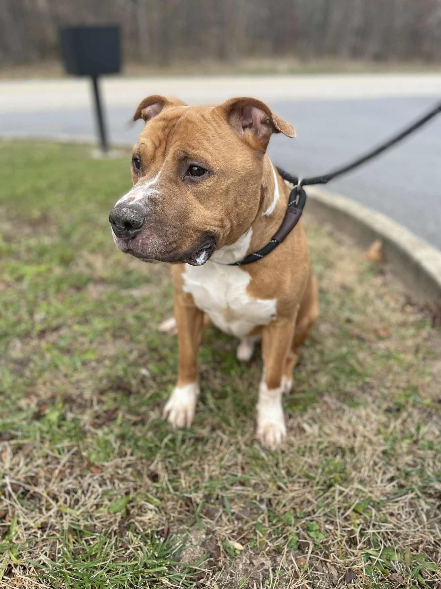 Rey - Pit Bull Terrier