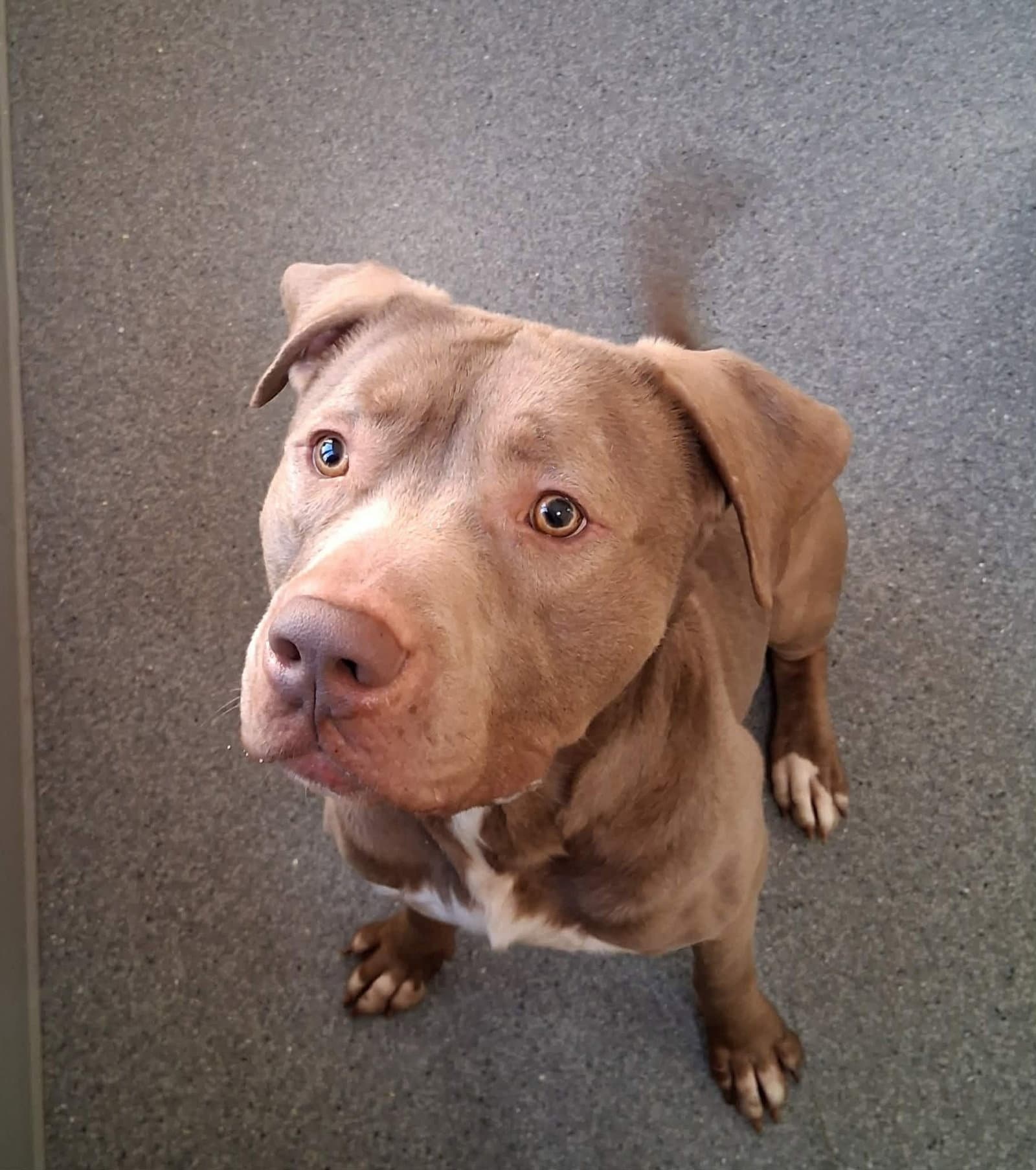 Hugo - Pit Bull Terrier