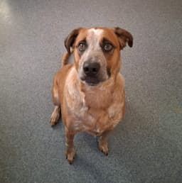 Buddy image 1