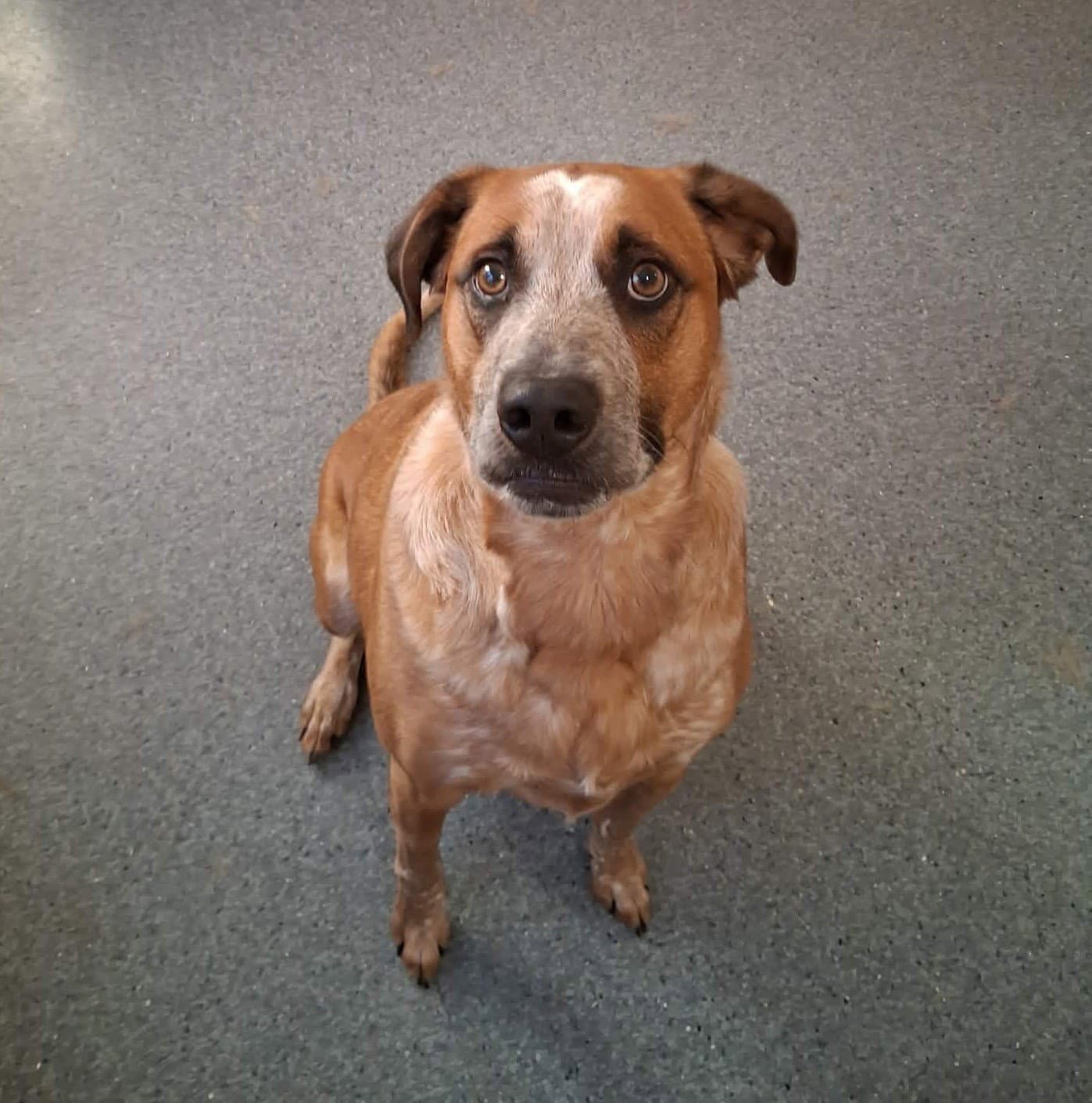 Buddy - Red Heeler
