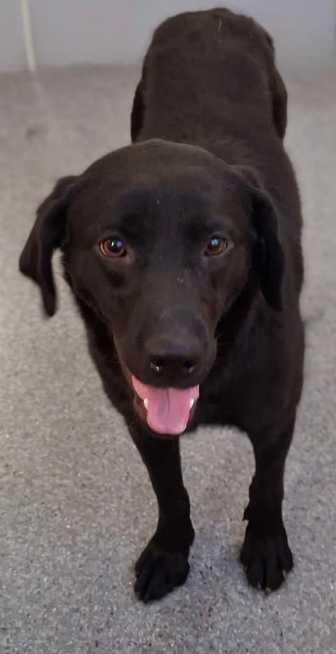 Bambi - Labrador Retriever