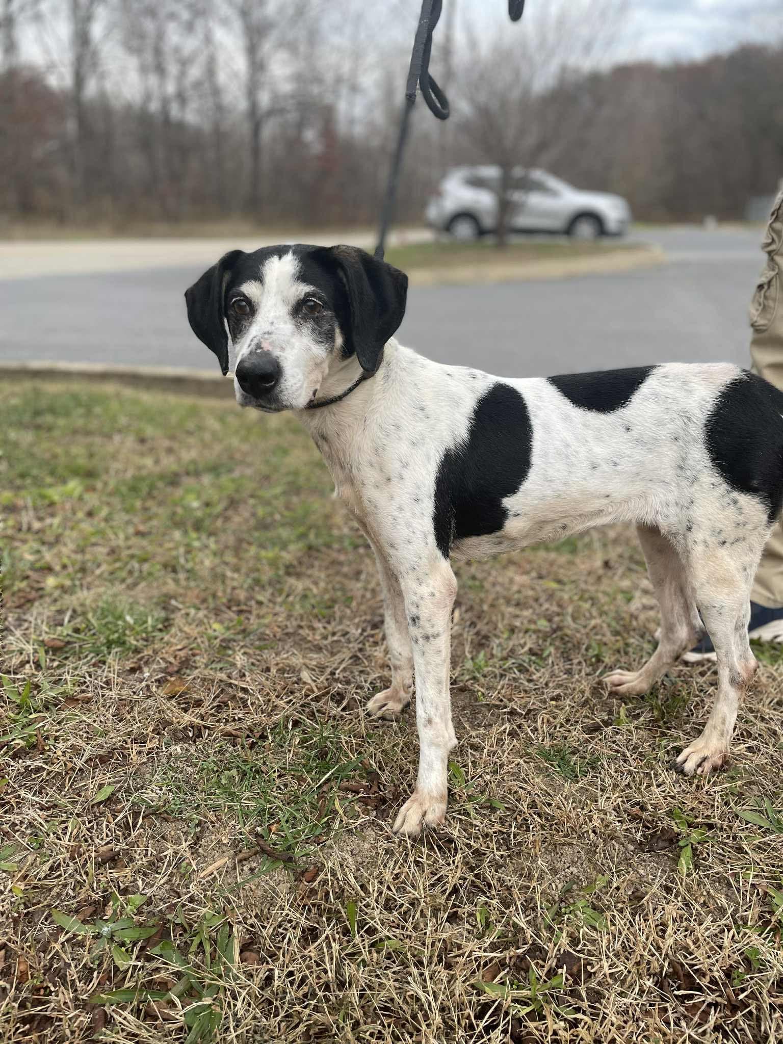 Alice - Hound