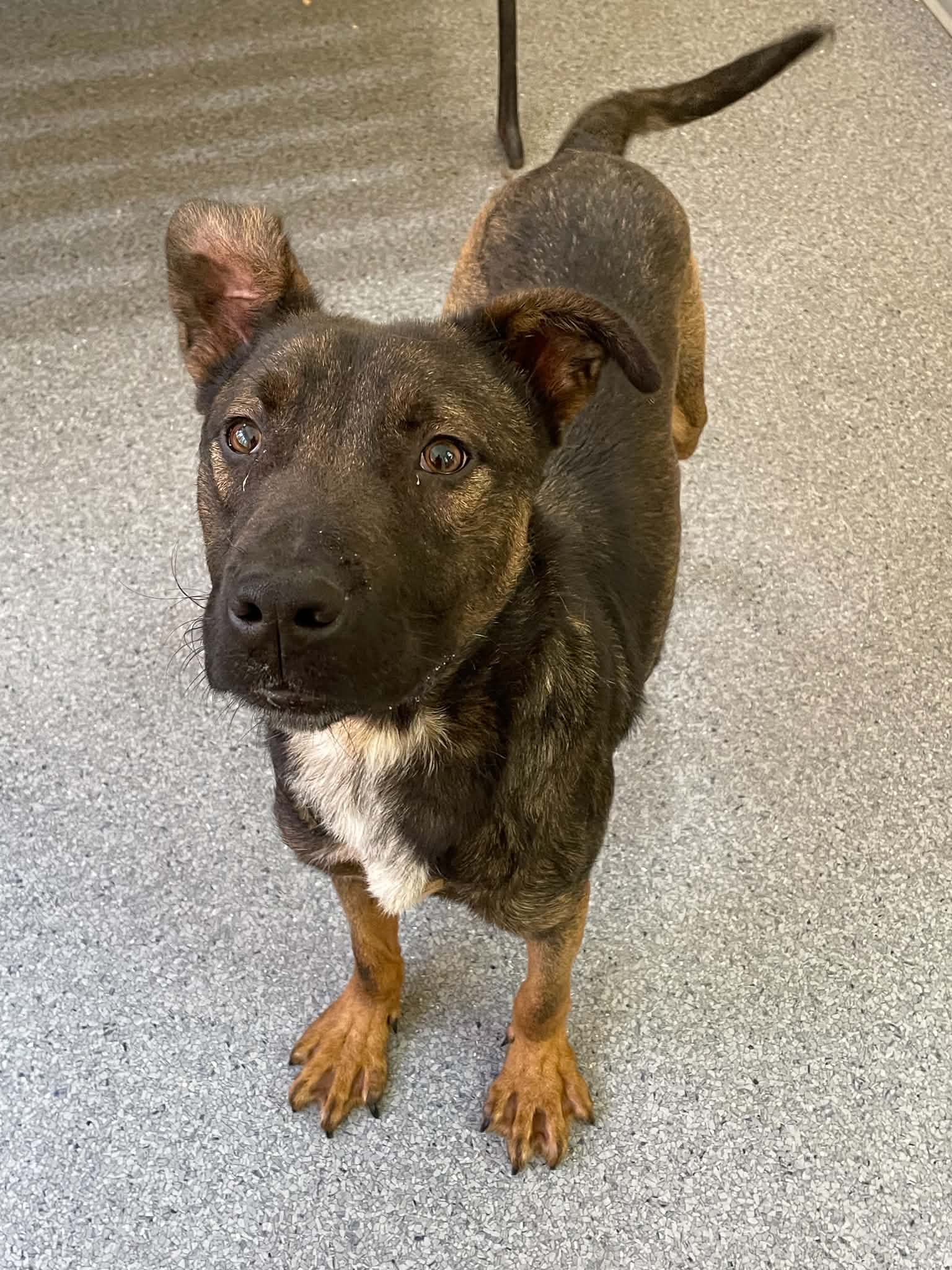 Sheriff - Shepherd
