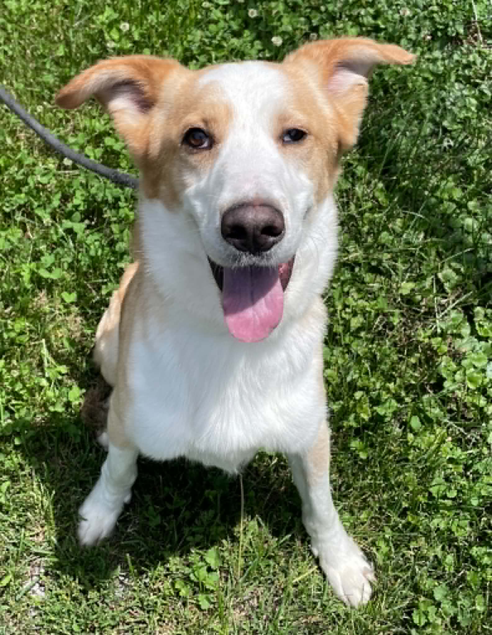 Archie - Shepherd