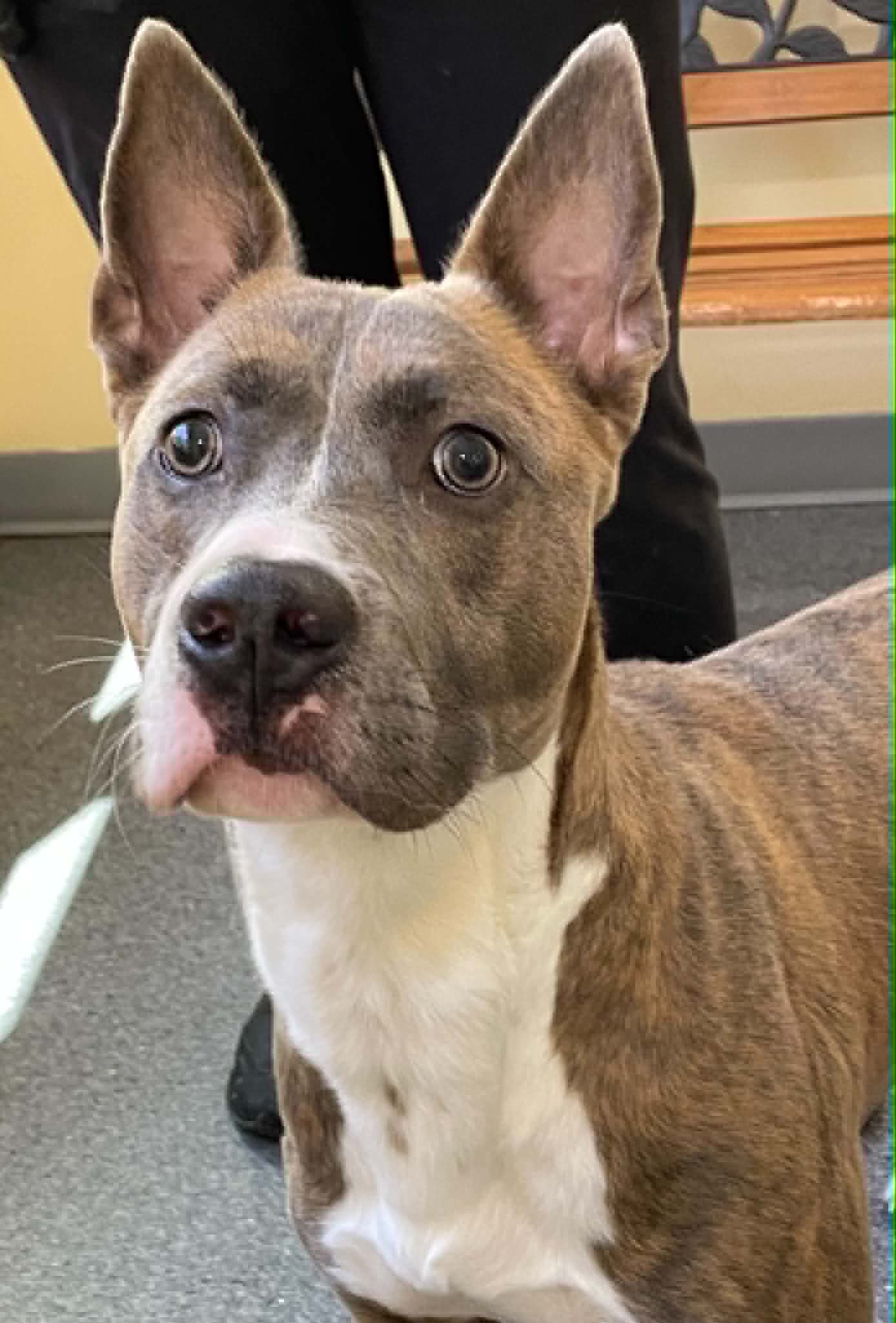 Dozer - Pit Bull Terrier