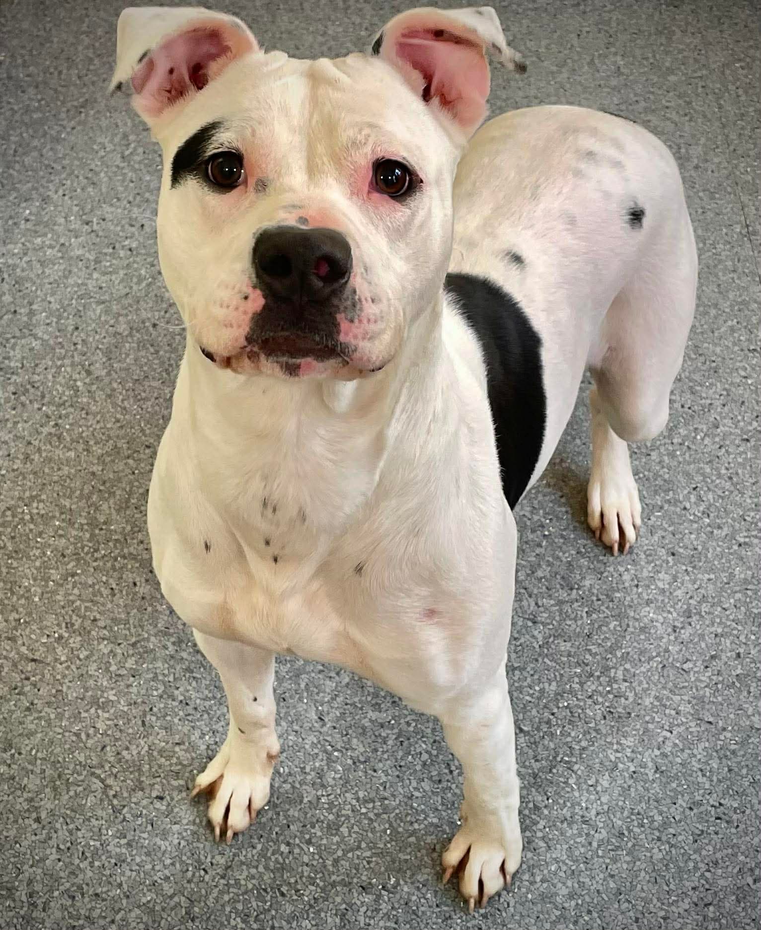 Georgia - Pit Bull Terrier