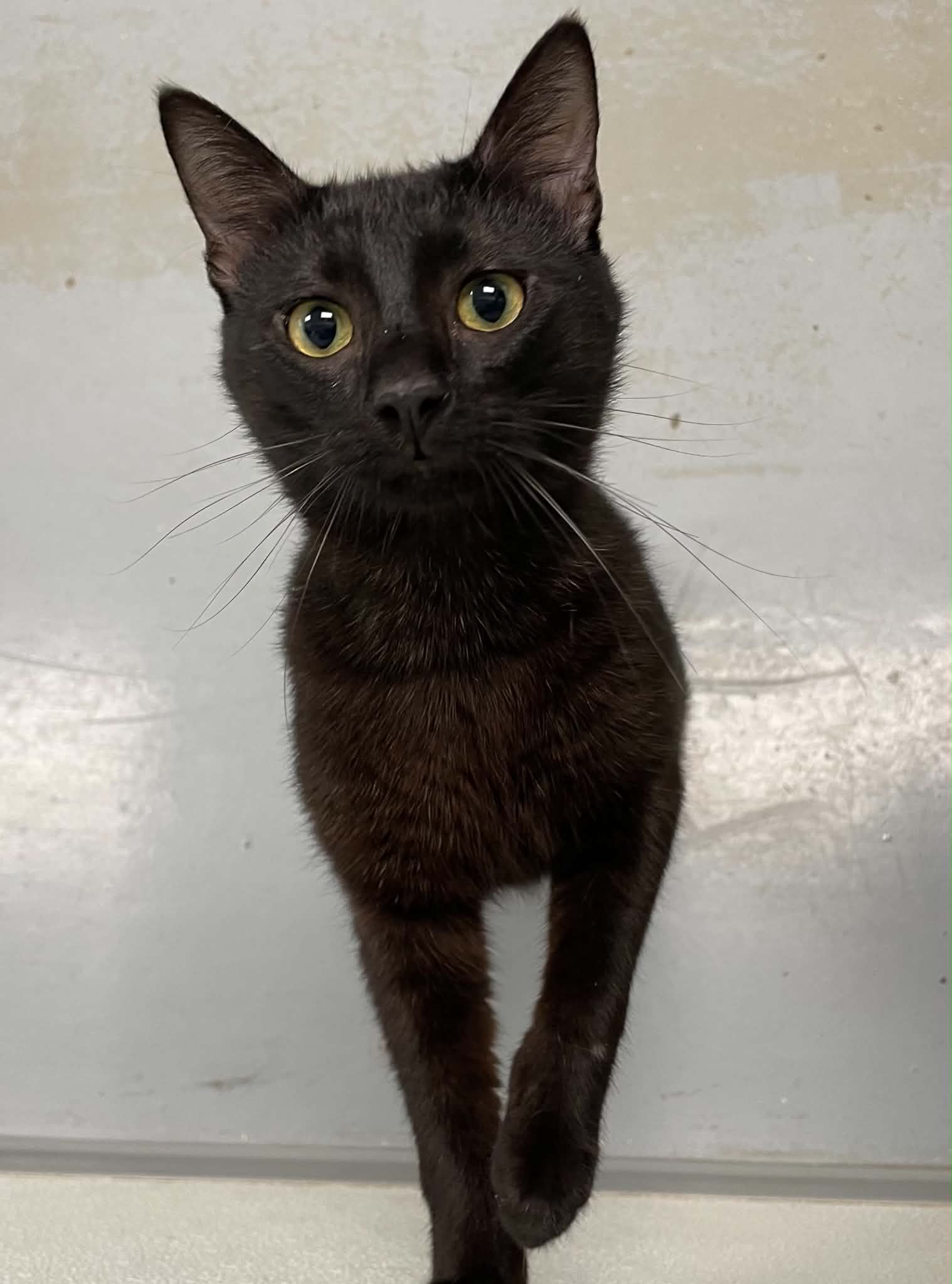 Aaron - Domestic Short Hair