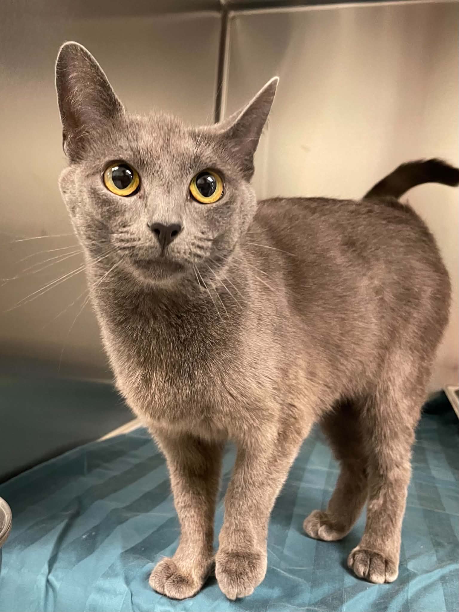 Ashley - Domestic Short Hair