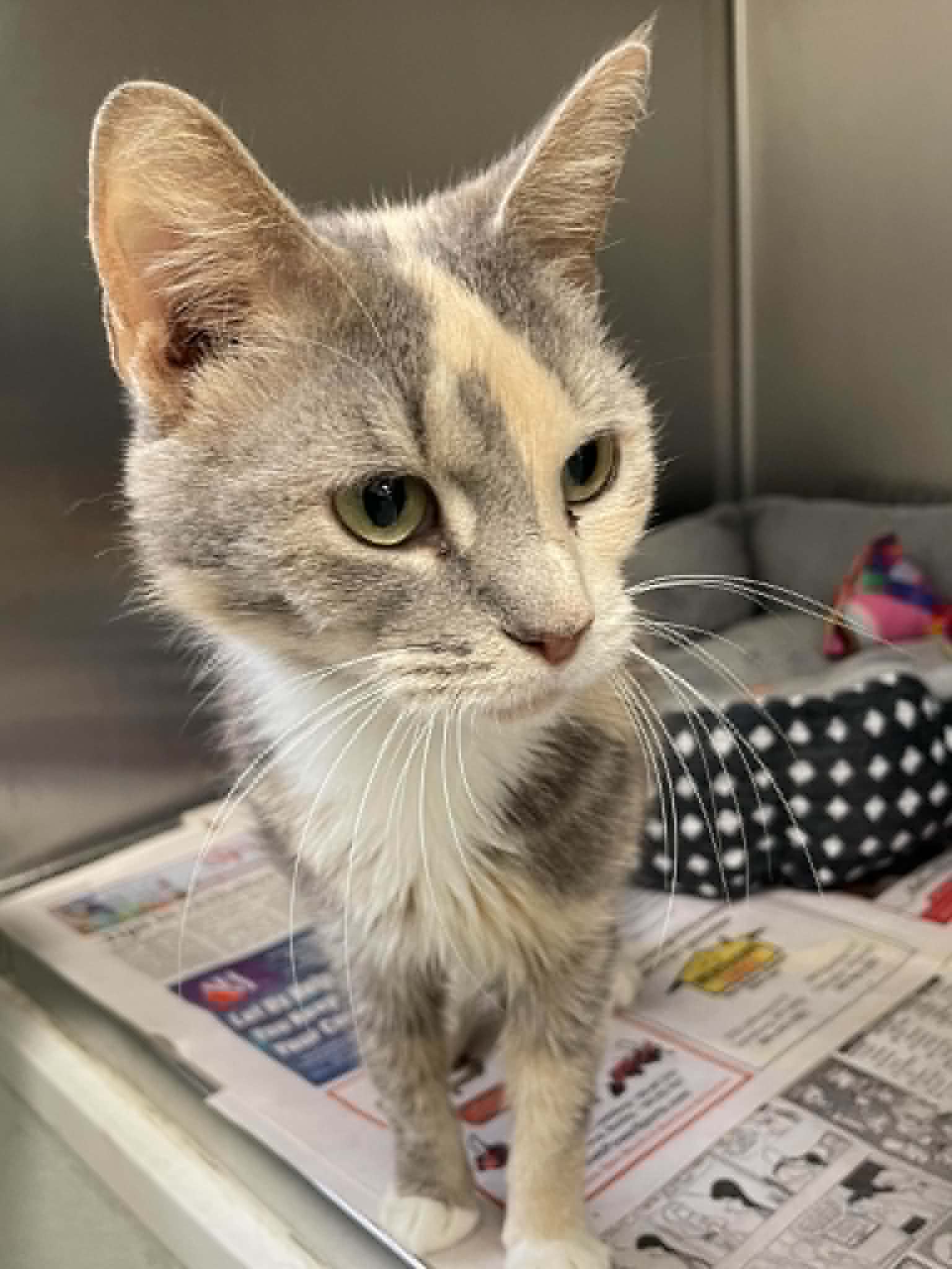 Mavis - Domestic Short Hair