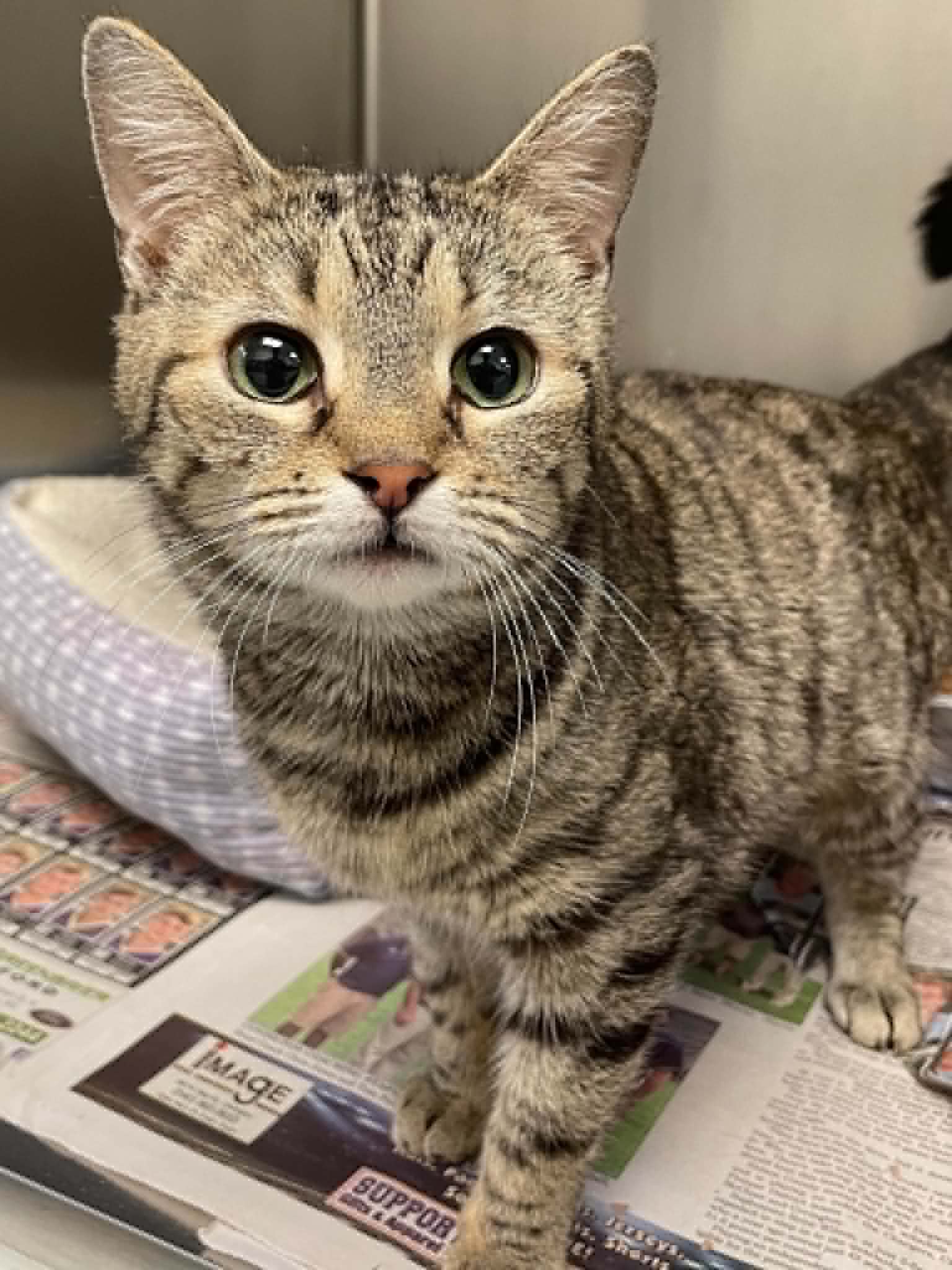 Pandora - Domestic Short Hair