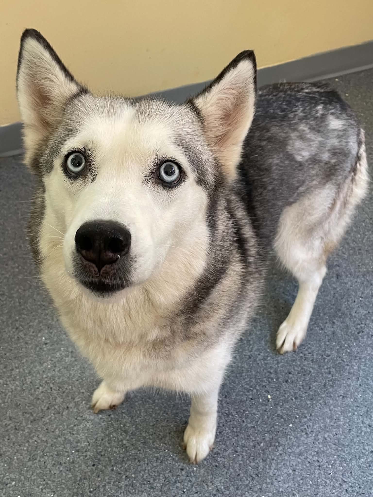 Sassy - Husky