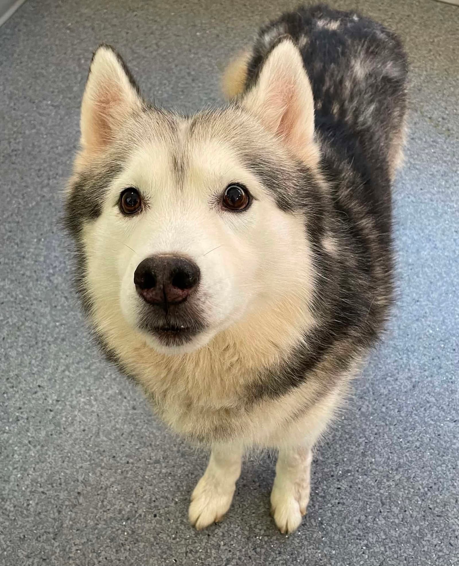 Bear Bear - Husky