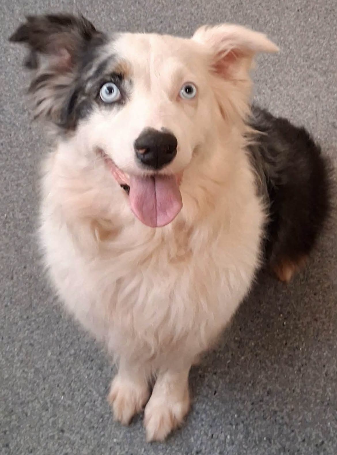 Jennie - Australian Shepherd