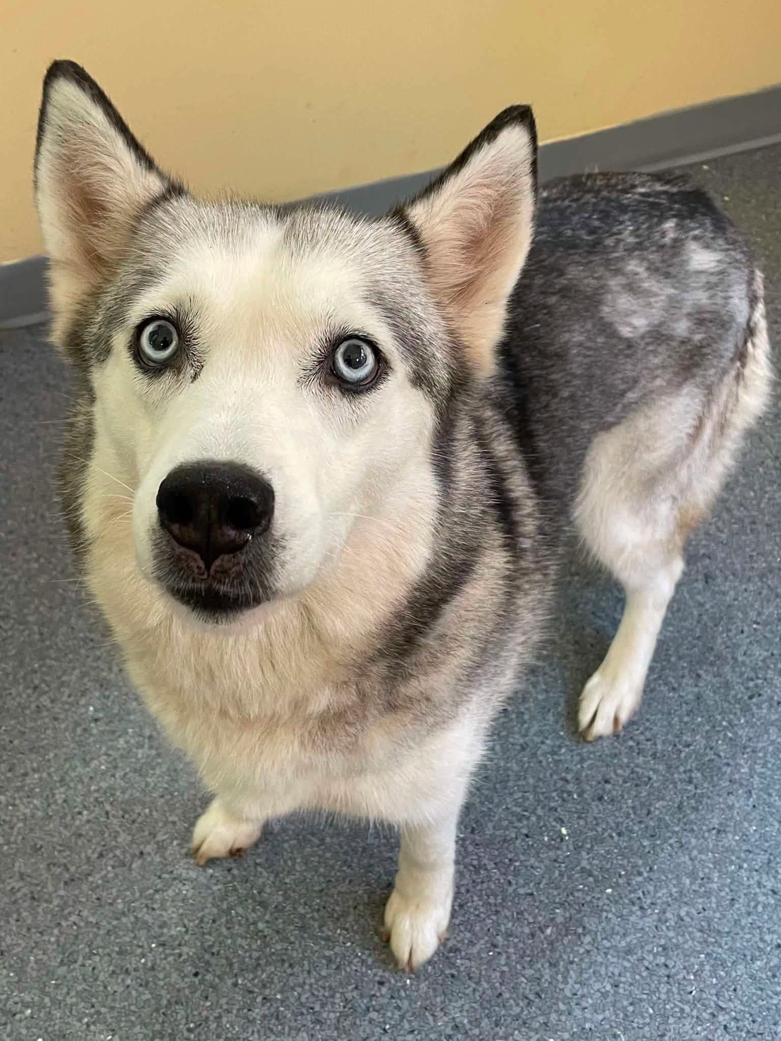Sassy - Husky