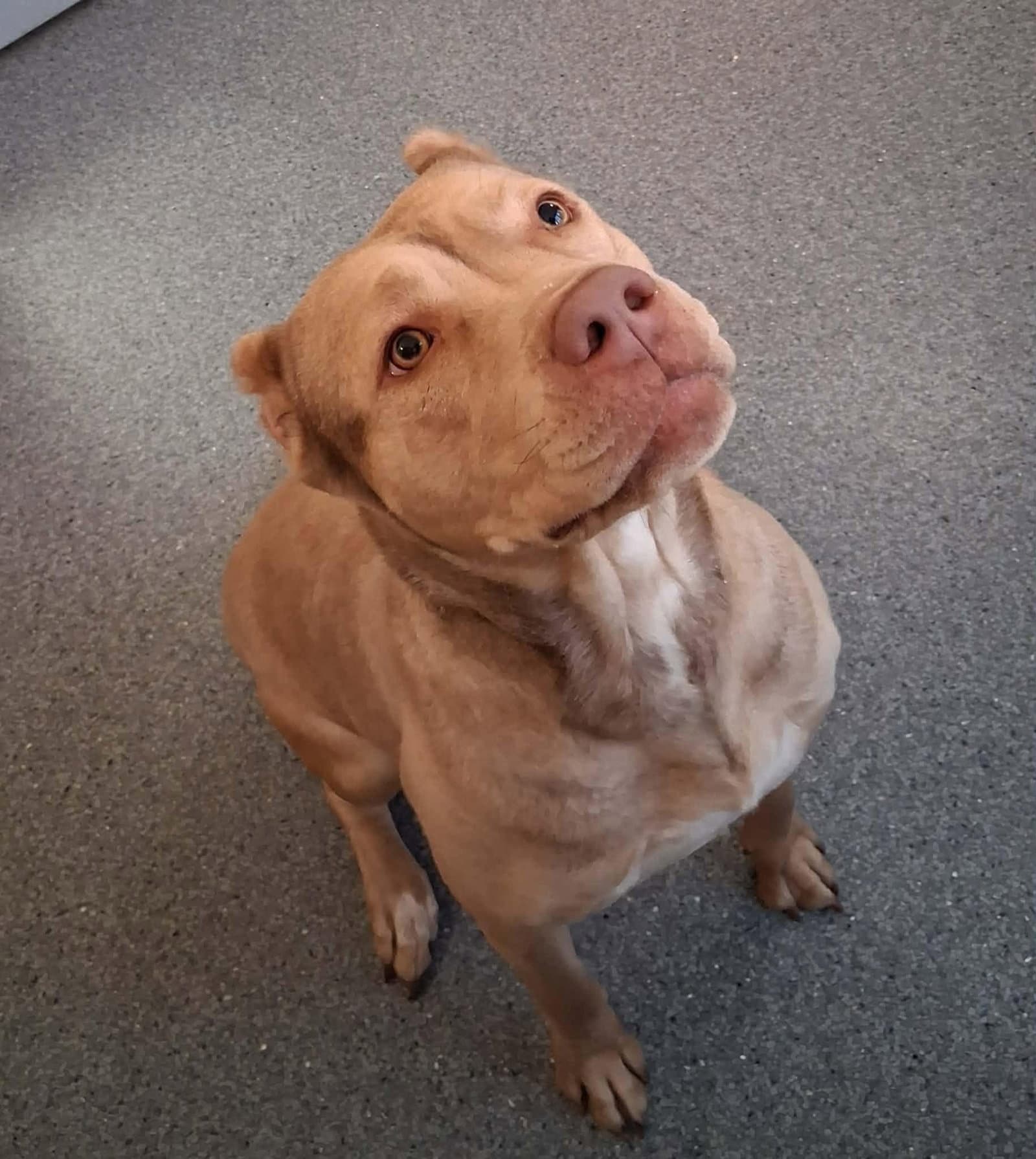 Sunshine - Pit Bull Terrier