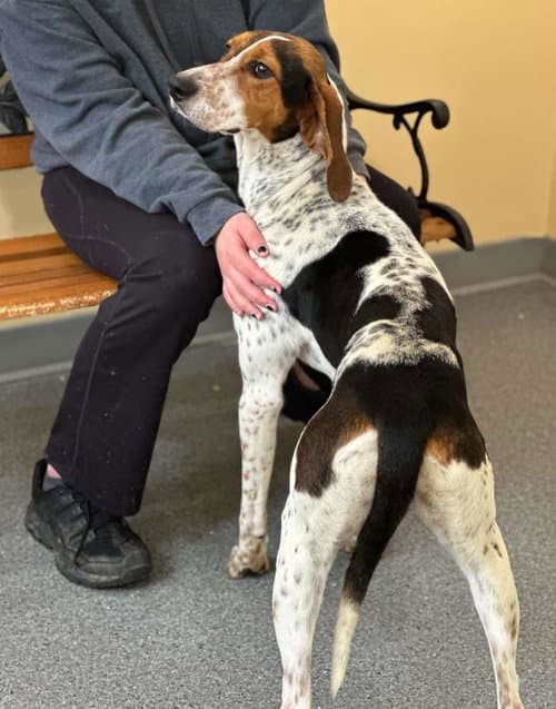 Dottie - Treeing Walker Coonhound
