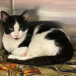 Sylvester image 1