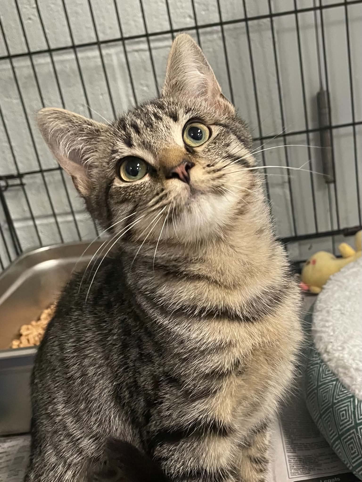 Vega - Domestic Short Hair