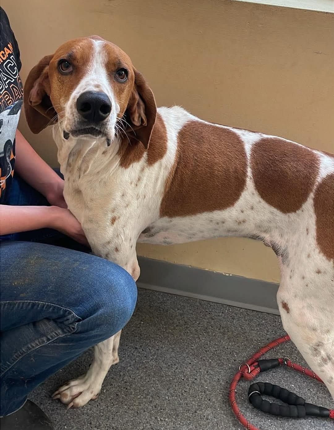 Boone - Treeing Walker Coonhound