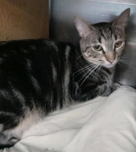 Tina - Petsmart Plantation Foster Home - Domestic Short Hair