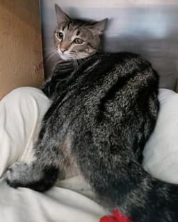 Tina - Petsmart Plantation Foster Home image 2