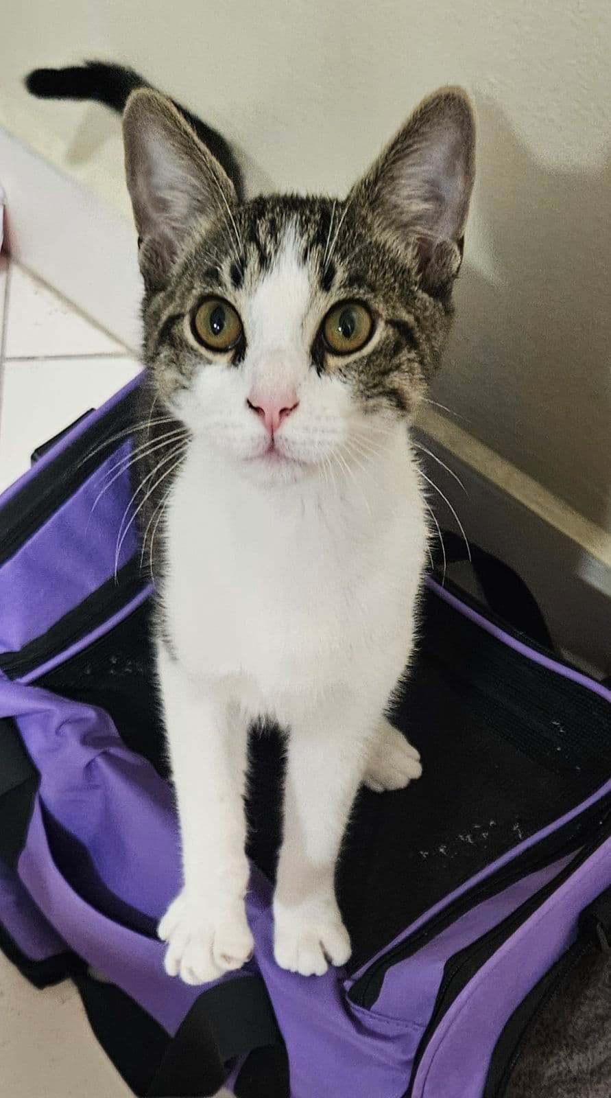 J-Zee - Domestic Short Hair
